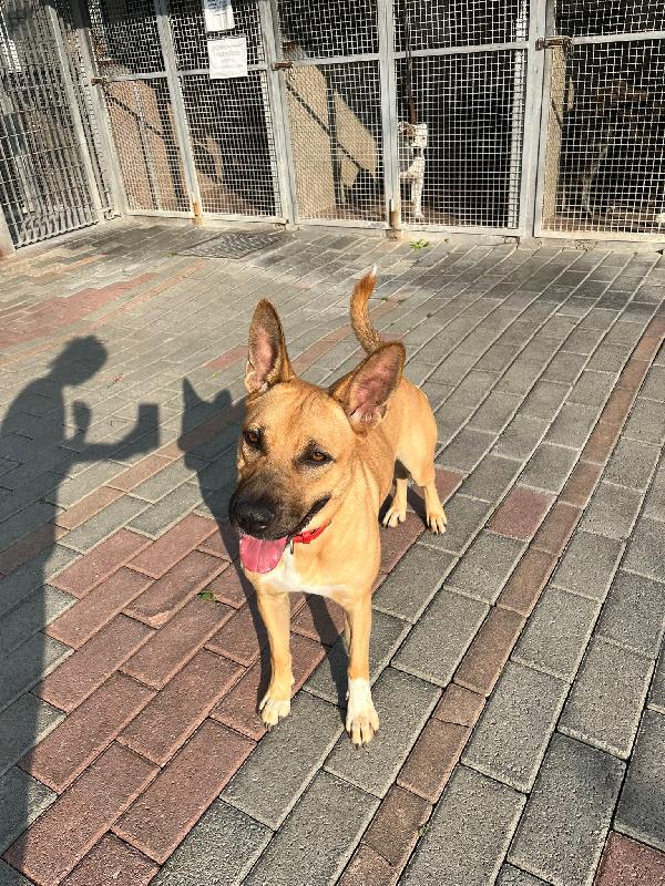 Stella 